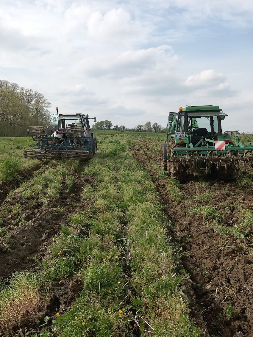 Aardappelen rooien met de cultivator