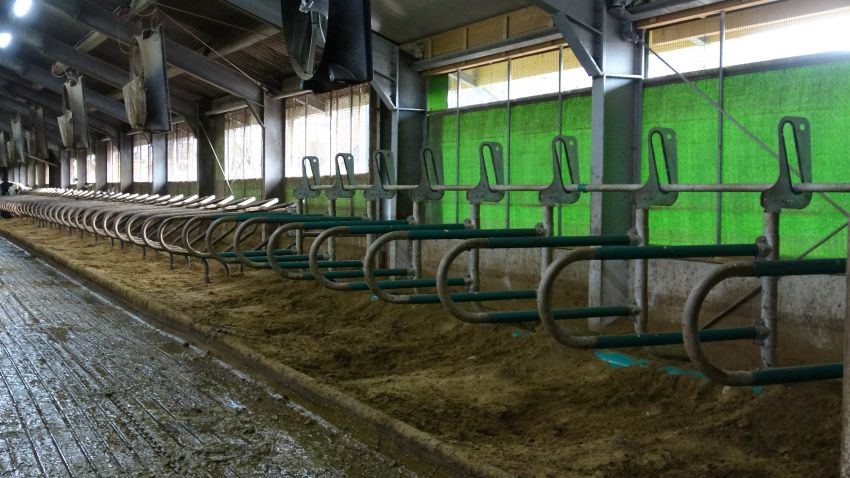 Cows move smoothly thanks to sandboxes.