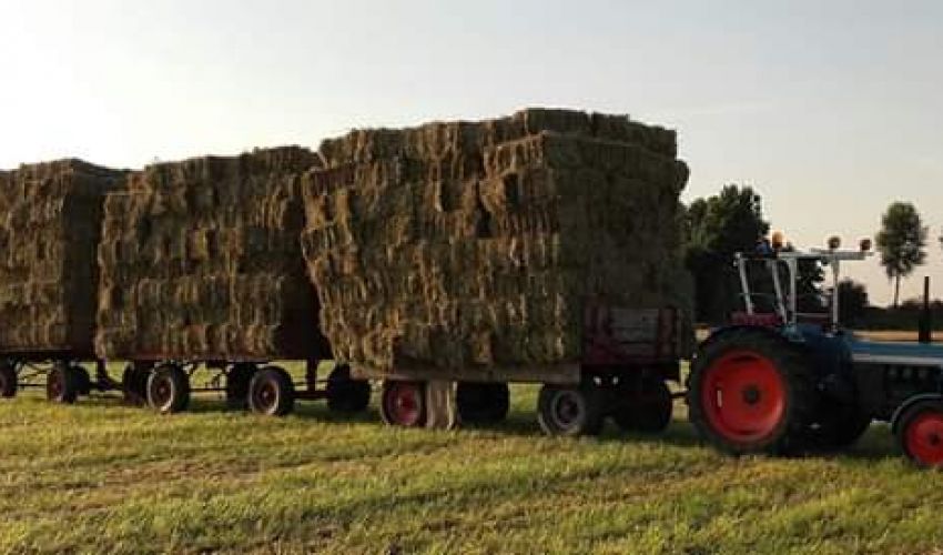Eicher Königstiger