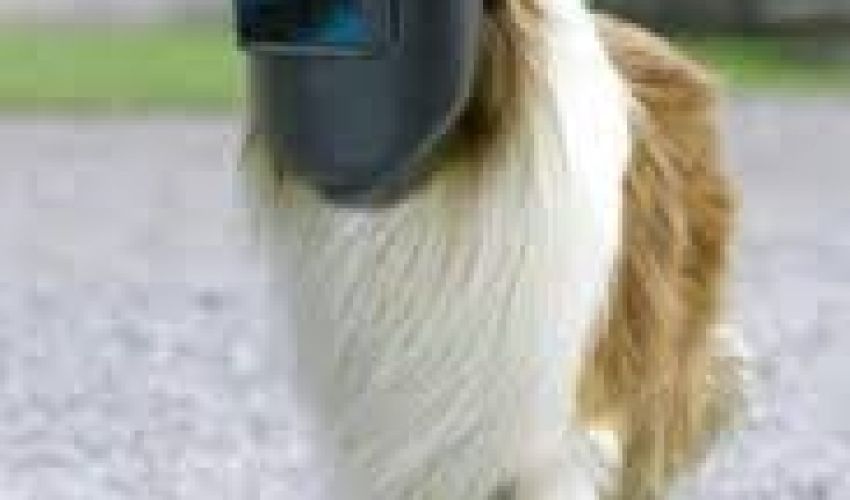 Holder Onbekend