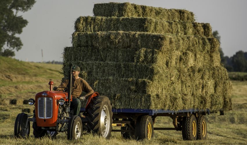 Massey Ferguson 35