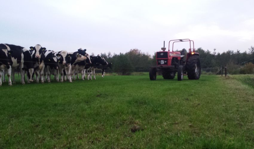 Massey Ferguson 1104