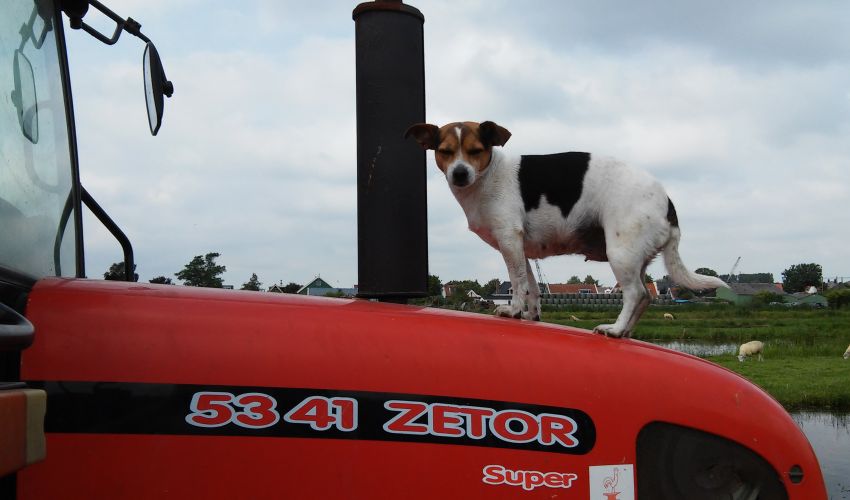 Zetor haarbal