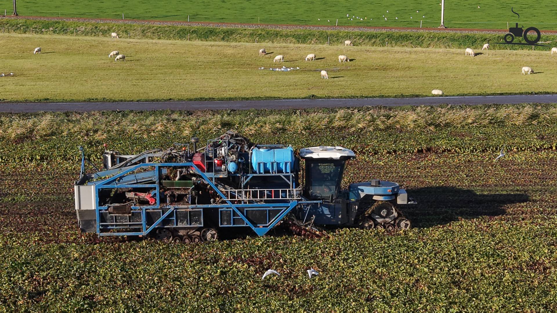 Oogst van Mmmmm bietjes in Westfriesland