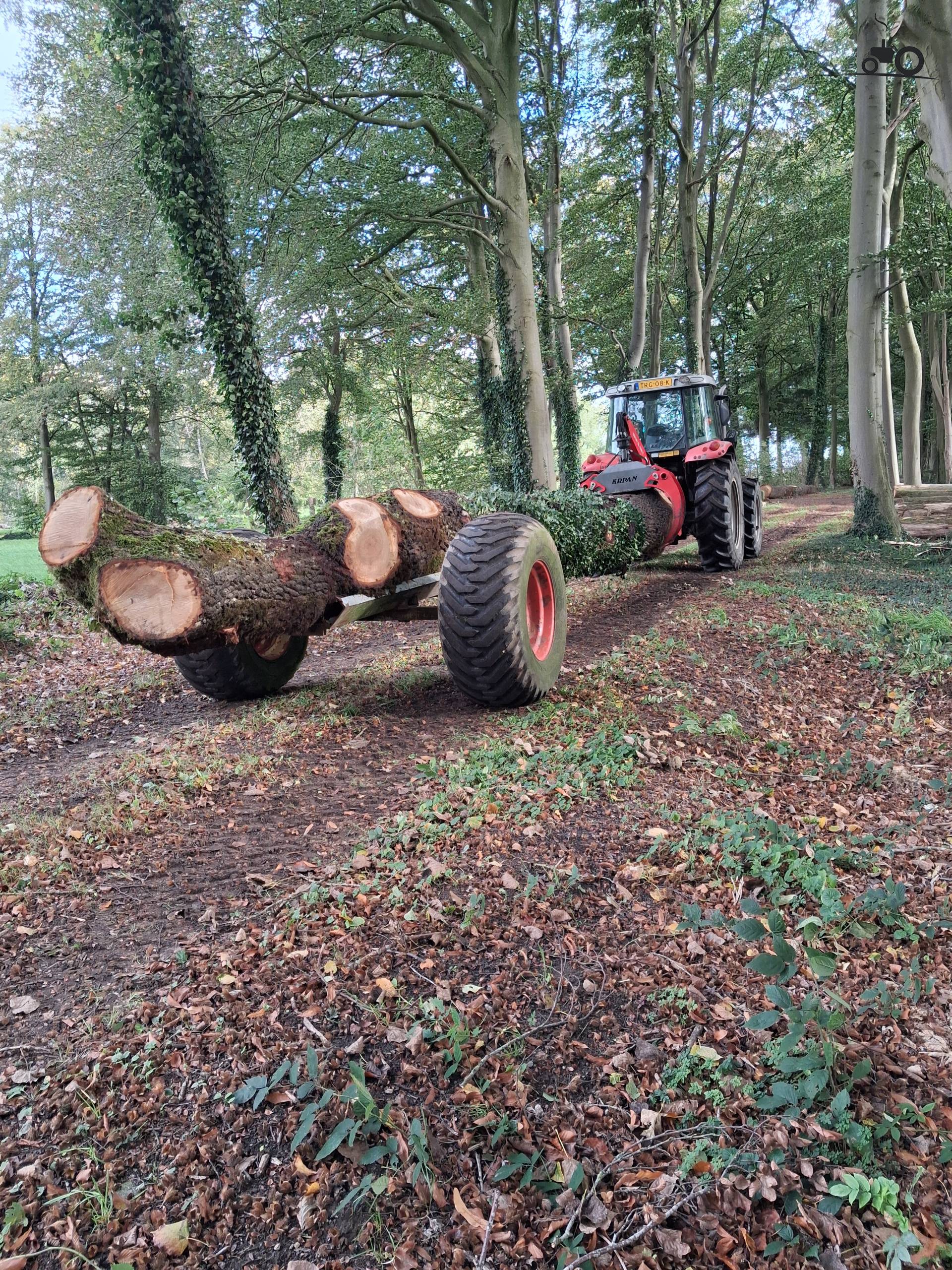 Massey Ferguson 5455 met boom uit bos