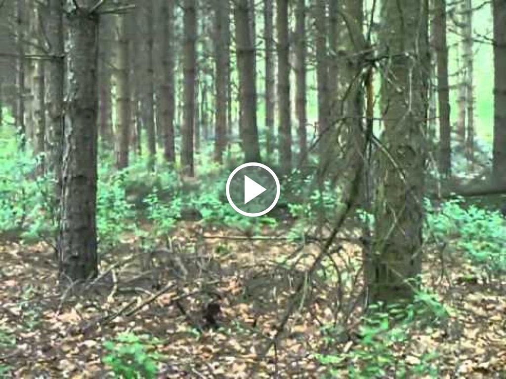Wideo John Deere Bosbouw