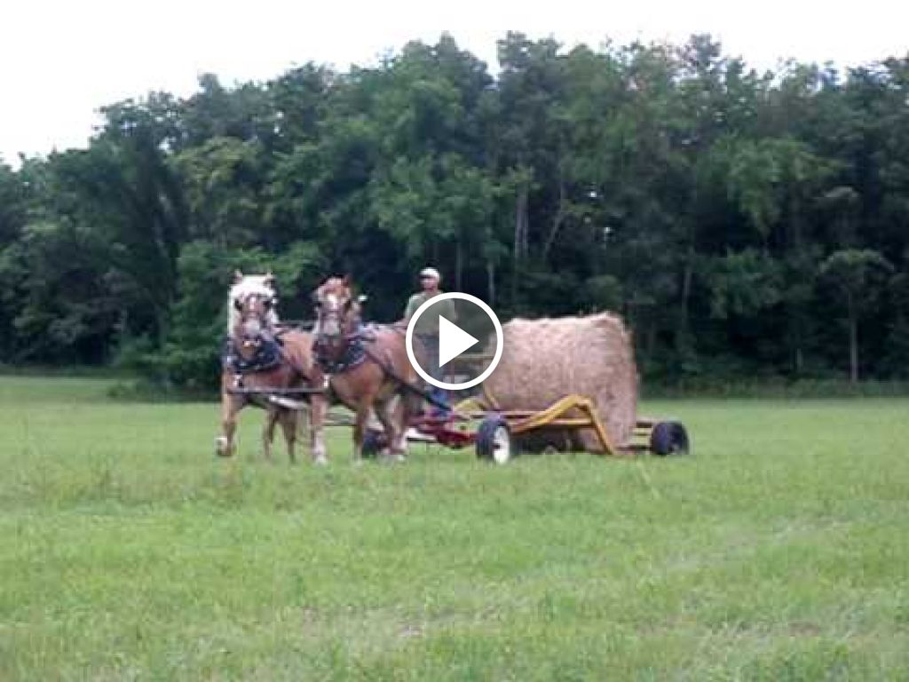 Vidéo oude doos paard en wagen